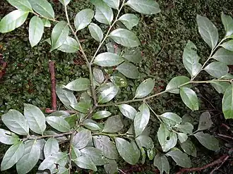 alternativní popis obrázku chybí