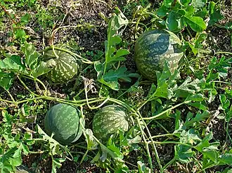 alternativní popis obrázku chybí