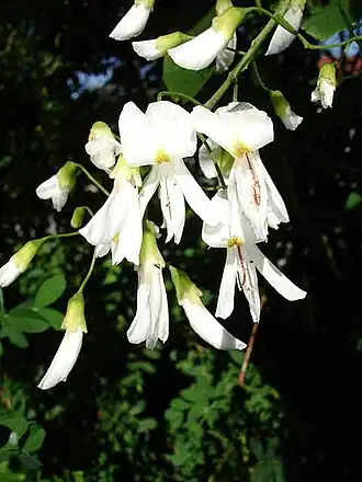 alternativní popis obrázku chybí