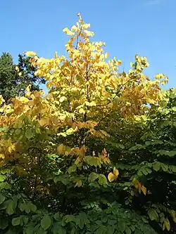 Křehovětvec žlutý na podzim