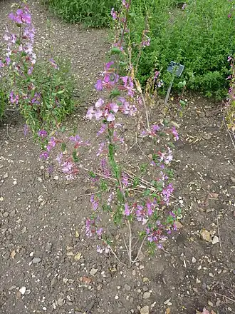 alternativní popis obrázku chybí