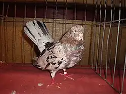 Mandlový orientální roler