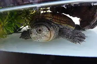 popis obrázku chybí