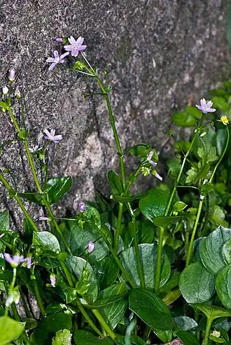 alternativní popis obrázku chybí