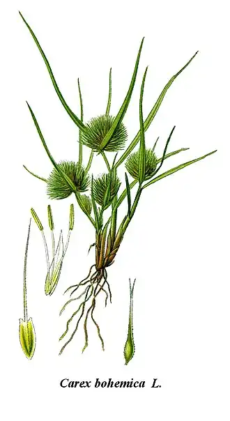 Ostřice šáchorovitá (Carex bohemica)