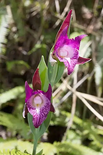 alternativní popis obrázku chybí