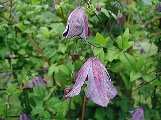 alternativní popis obrázku chybí