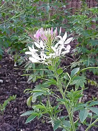 alternativní popis obrázku chybí