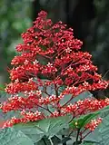 Květenství Clerodendrum paniculatum
