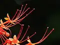 Květy Clerodendrum paniculatum z bočního pohledu