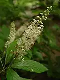 Květenství jochovce Clethra acuminata