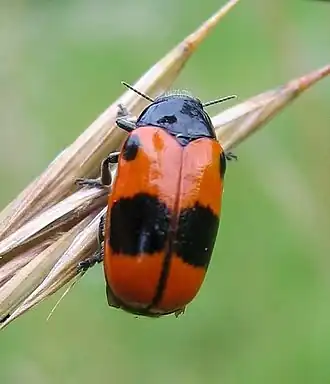 alternativní popis obrázku chybí