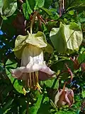 Vilec šplhavý (Cobaea scandens)