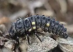 Larva slunéčka vřesového