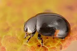 Černá (melanická) forma