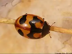 Světlá forma s propojenými skvrnami