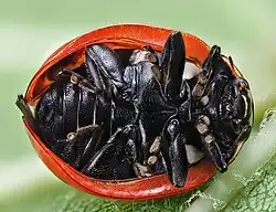 Bílé skvrny na spodní straně těla