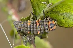 Larva slunéčka mravenčího