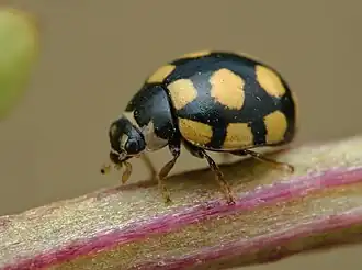 alternativní popis obrázku chybí