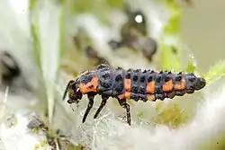 Larva