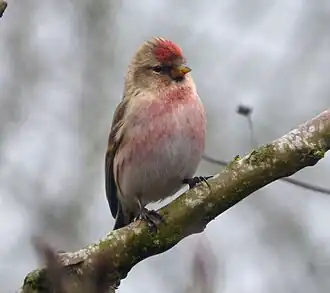 alternativní popis obrázku chybí