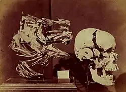 Lewis Carroll: Treska, ramenní pletenec a lidská lebka, 1857