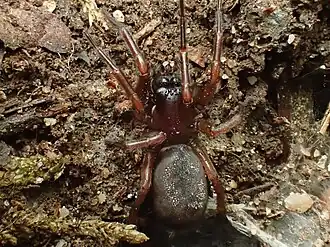 Punčoškář horský