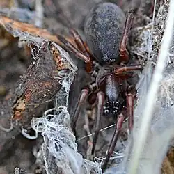 Punčoškář zemní