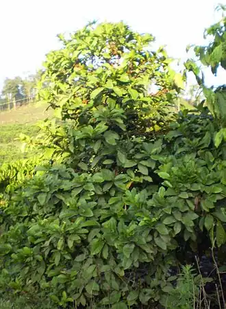 alternativní popis obrázku chybí