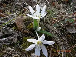 Ocún; (Colchicum hungaricum)[10]