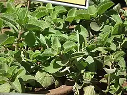 Pěstované rostliny