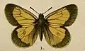 Colias stoliczkana