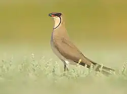 alternativní popis obrázku chybí