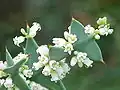 Kolécie křížatá (Colletia paradoxa)