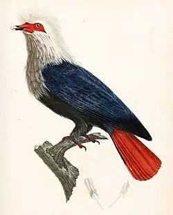 Ilustrace od J. Reinolda (1808) s červenými končetinami