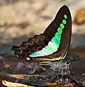 Graphium sarpedon (otakárkovití)