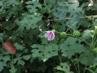 alternativní popis obrázku chybí