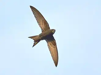 Dospělý rorýs obecný zespodu při klouzavém letu…