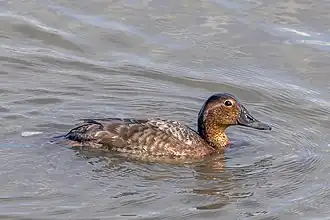 alternativní popis obrázku chybí