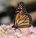Monarch Danaus plexippus