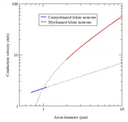 A log-log plot of conduction velocity (m/s) vs axon diameter (μm).