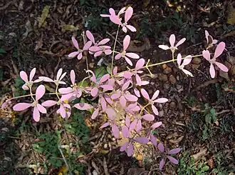 alternativní popis obrázku chybí