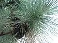 Pinus montezumae-šišky na větvi. Strom pěstovaný v Ayrshire, Skotsko. Vyfotil Magnus Rosendahl.