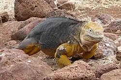 Leguán galapážský