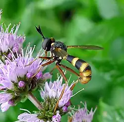 Na obrázku je moucha očnatka žlutá připomínající zbarvením vosu