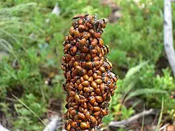 Shluk dospělců Hippodamia convergens