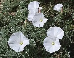 Svlačec; (Convolvulus assyricus)[10]