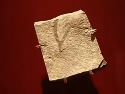 Fosilie Cooksonia ze silursko-devonského období (před 423-397 miliony let).