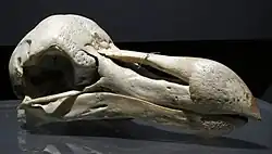 Záběr na pravou tvář lebky dronta mauricijského v muzejní expozici na černém pozadí.