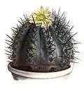 Copiapoa bridgesii patří mezi nejdéle známé druhy. Kresba z r. 1847.